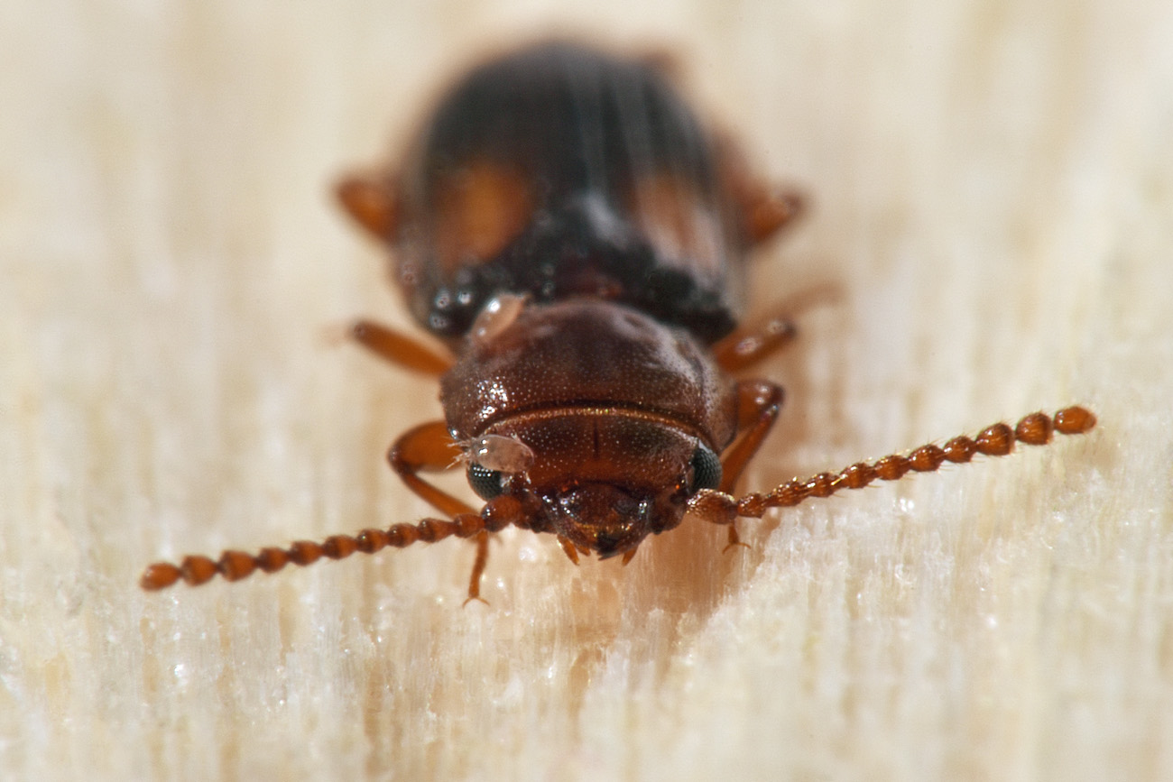 Laemophloeidae:  Laemophloeus monilis? S.